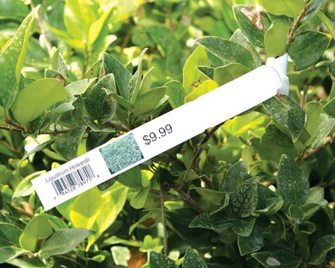 SATP Laser CLX1011 IU 0620